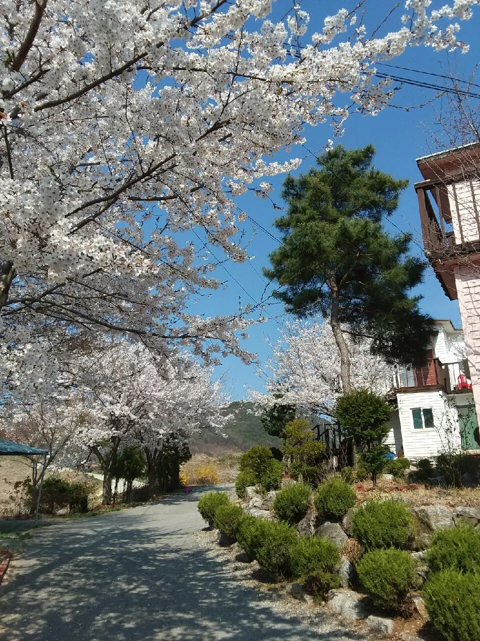 청풍플로리안